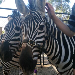 Zebra Encounter